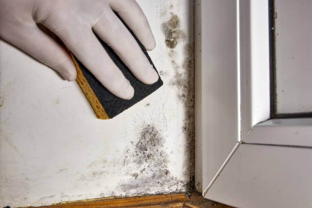 Best Forensic Mold Investigation  in Roswell, NM